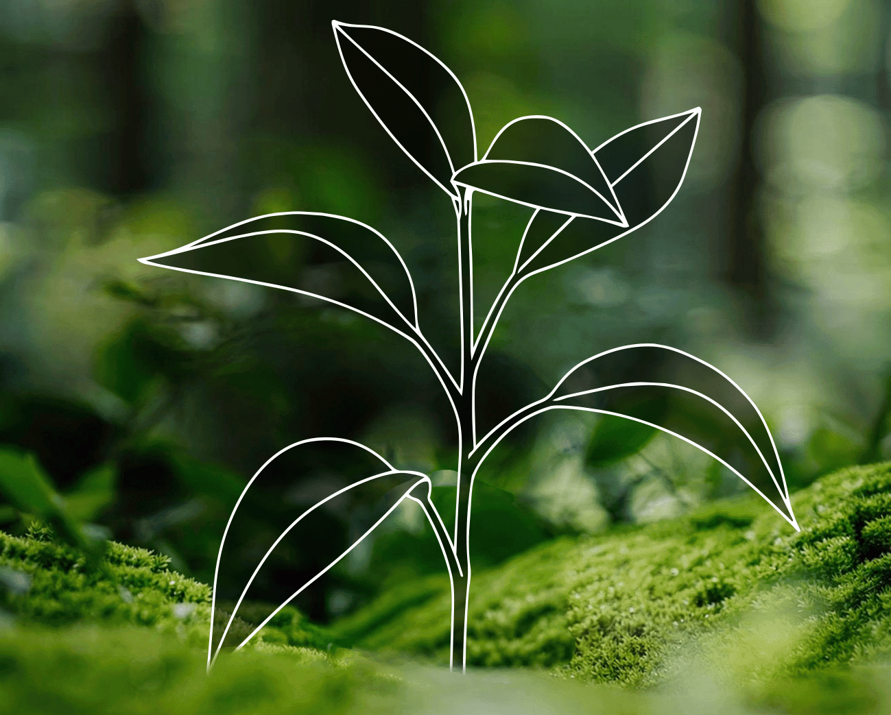 نهج الاستدامة 